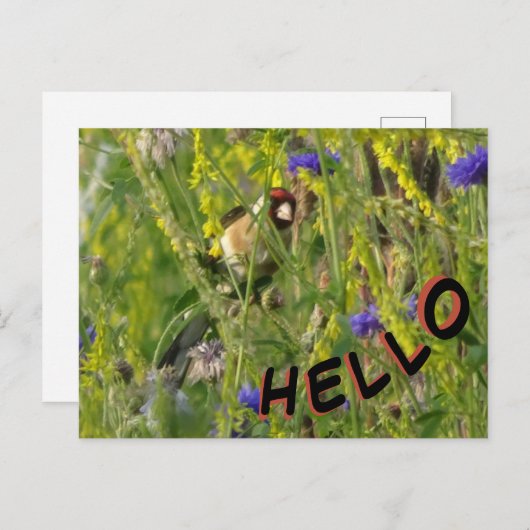 Goldfinch im Feld Wilde Blume HELLO Postkarte (Vorne/Hinten)