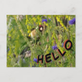 Goldfinch im Feld Wilde Blume HELLO Postkarte (Vorderseite)