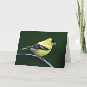 Goldfinch Karte