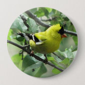 Goldfinch-Knopf Button (Vorderseite)