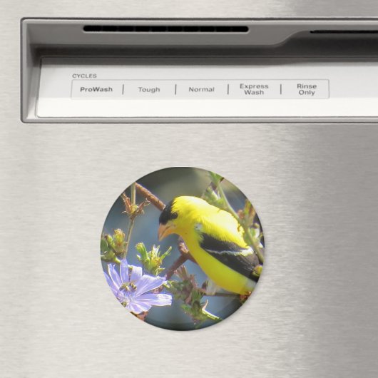 Goldfinch Magnet (In Situ (Geschirrspüler))