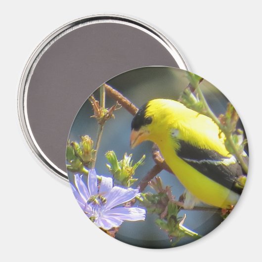 Goldfinch Magnet (Vorderseite/Rückseite)