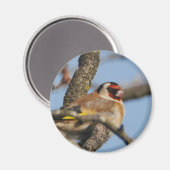 Goldfinch Magnet (Vorderseite/Rückseite)