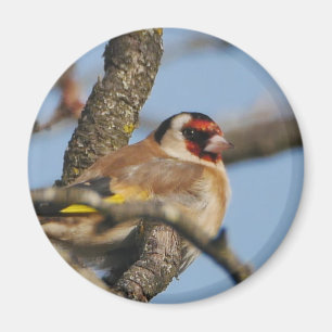 Goldfinch Magnet