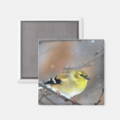 Goldfinch Magnet (Vorderseite/Rückseite)