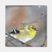 Goldfinch Magnet (Vorne)