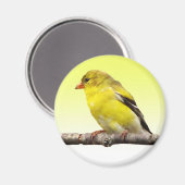 Goldfinch Magnet (Vorderseite/Rückseite)