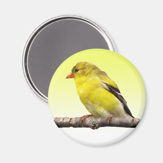 Goldfinch Magnet (Vorderseite/Rückseite)
