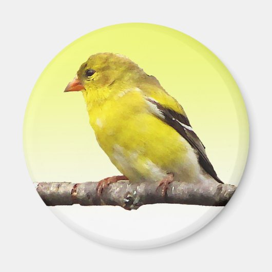 Goldfinch Magnet (Vorne)