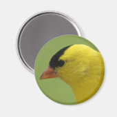 Goldfinch Magnet (Vorderseite/Rückseite)