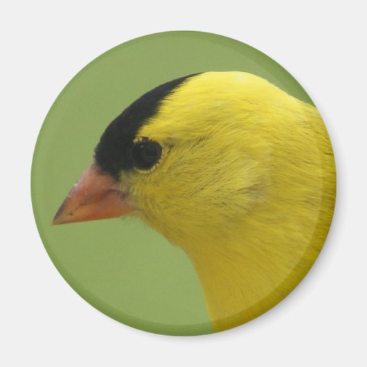 Goldfinch Magnet (Vorne)