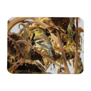 Goldfinch mit Sonnenblumenmagnet Magnet