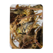 Goldfinch mit Sonnenblumenmagnet Magnet (Vertikal)