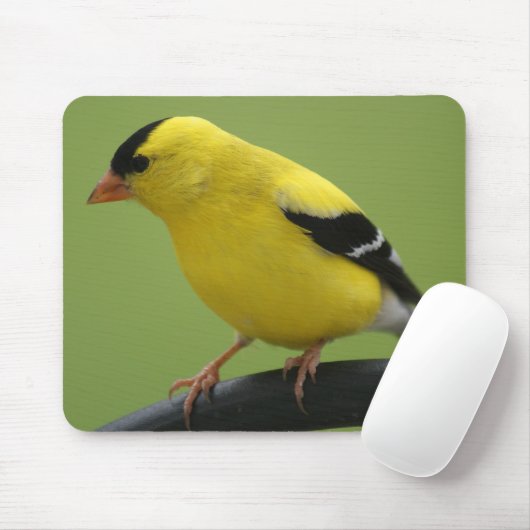 Goldfinch Mousepad (Mit Mouse)
