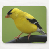 Goldfinch Mousepad (Vorne)