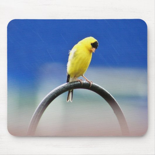 Goldfinch-Mousepad Mousepad (Vorne)
