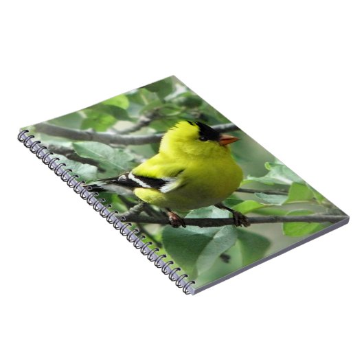 Goldfinch-Notebook Notizblock (Rechte Seite)