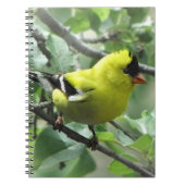 Goldfinch-Notebook Notizblock (Vorderseite)