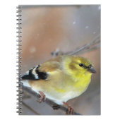 Goldfinch Notizblock (Vorderseite)