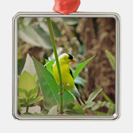 Goldfinch Ornament Aus Metall (Vorne)