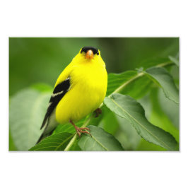Goldfinch Photo Print Fotodruck