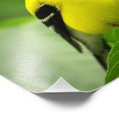 Goldfinch Photo Print Fotodruck (Ecke)