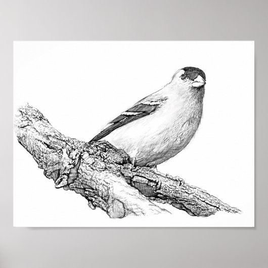 Goldfinch Poster (Vorne)