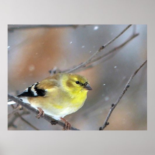 Goldfinch Poster (Vorne)