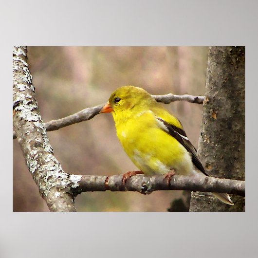 Goldfinch Poster (Vorne)