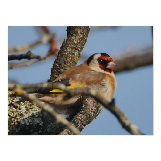 Goldfinch Poster (Vorderseite)