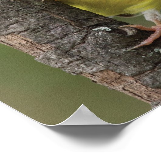 Goldfinch Poster (Ecke)