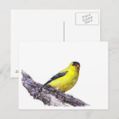 Goldfinch Postkarte (Vorne/Hinten)
