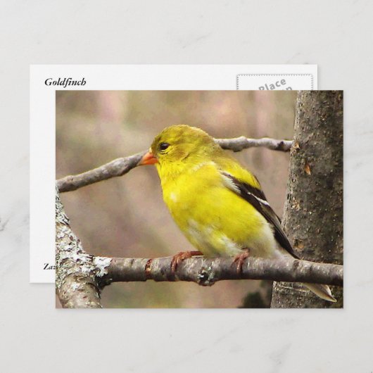 Goldfinch Postkarte (Vorne/Hinten)