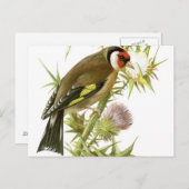 Goldfinch Postkarte (Vorne/Hinten)