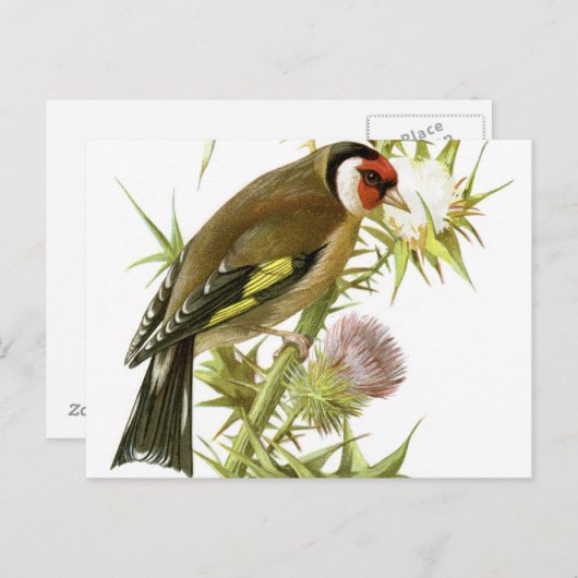 Goldfinch Postkarte (Vorne/Hinten)