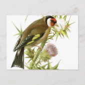 Goldfinch Postkarte (Vorderseite)