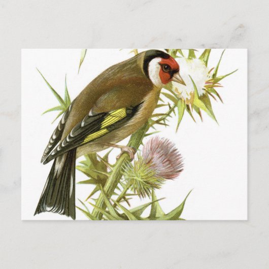 Goldfinch Postkarte (Vorderseite)