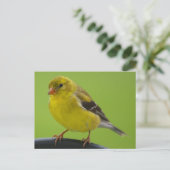 Goldfinch Postkarte (Stehend Vorderseite)