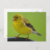 Goldfinch Postkarte (Vorne/Hinten)