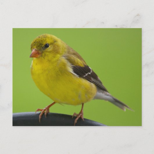 Goldfinch Postkarte (Vorderseite)