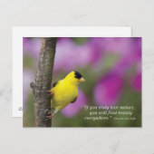 Goldfinch Postkarte (Vorne/Hinten)