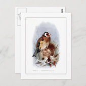 Goldfinch Postkarte (Vorne/Hinten)