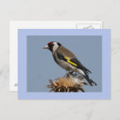 Goldfinch Postkarte (Vorne/Hinten)