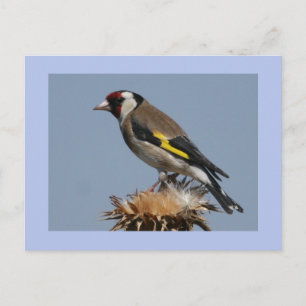 Goldfinch Postkarte