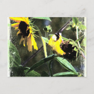 Goldfinch Postkarte