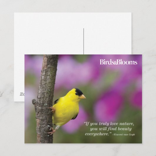 Goldfinch Postkarte (Vorne/Hinten)