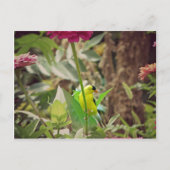 Goldfinch Postkarte (Vorderseite)