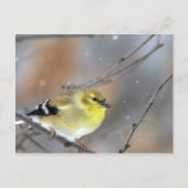Goldfinch Postkarte (Vorderseite)