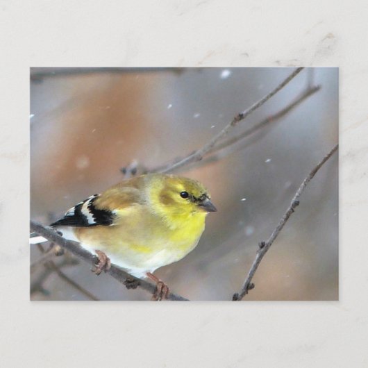 Goldfinch Postkarte (Vorderseite)