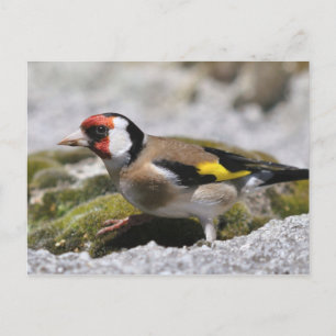 Goldfinch-Postkarte Postkarte